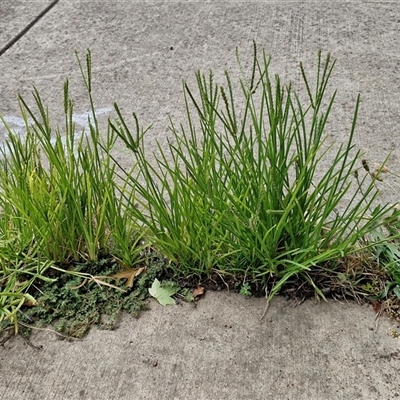 Eleusine indica (Crowsfoot Grass) at Lyneham, ACT - 16 Jan 2025 by trevorpreston