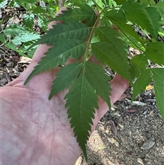 Melia azedarach (White Cedar) at Banksia Beach, QLD - 16 Jan 2025 by lbradley