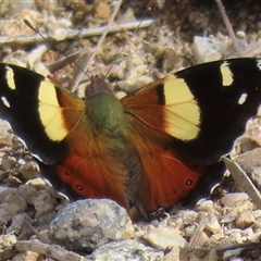 Vanessa itea (Yellow Admiral) at Jacobs River, NSW - 8 Jan 2025 by RobParnell