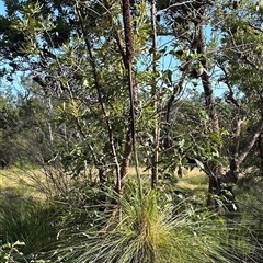 Xanthorrhoea sp. at Banksia Beach, QLD - 15 Jan 2025 by lbradley