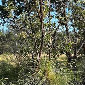 Xanthorrhoea sp. at Banksia Beach, QLD by lbradley