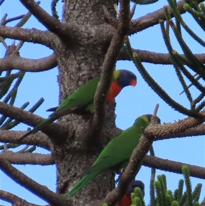 Trichoglossus moluccanus (Rainbow Lorikeet) at Woorim, QLD - 15 Jan 2025 by lbradley