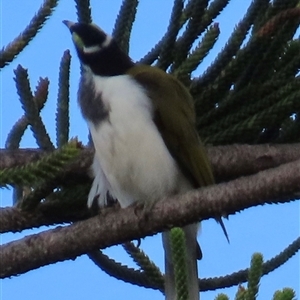 Entomyzon cyanotis at Woorim, QLD by lbradley