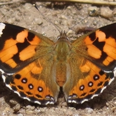 Vanessa kershawi (Australian Painted Lady) at Pilot Wilderness, NSW - 9 Jan 2025 by RobParnell