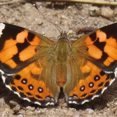 Vanessa kershawi (Australian Painted Lady) at Pilot Wilderness, NSW - 9 Jan 2025 by RobParnell