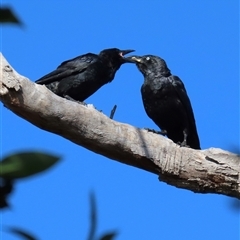 Corvus orru (Torresian Crow) at Banksia Beach, QLD - 16 Jan 2025 by lbradley