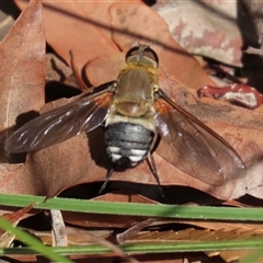 Ligyra satyrus (A bee fly) at Banksia Beach, QLD - 16 Jan 2025 by lbradley