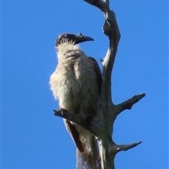 Philemon corniculatus at Banksia Beach, QLD - 15 Jan 2025 by lbradley