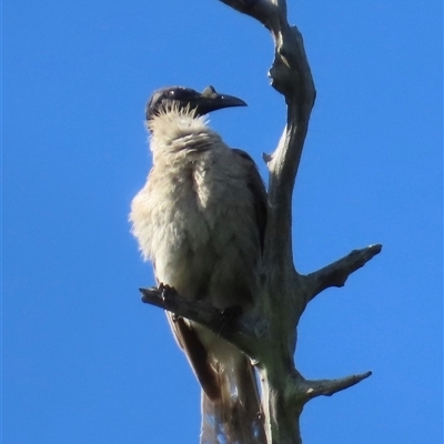 Philemon corniculatus (Noisy Friarbird) at Banksia Beach, QLD - 16 Jan 2025 by lbradley