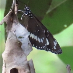 Euploea corinna (Common Crow Butterfly, Oleander Butterfly) at Banksia Beach, QLD - 16 Jan 2025 by lbradley