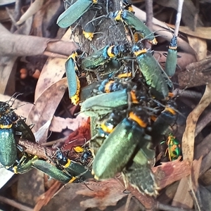 Chauliognathus lugubris at Cooma, NSW - 16 Jan 2025