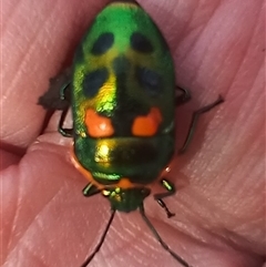 Scutiphora pedicellata (Metallic Jewel Bug) at Cooma, NSW - 15 Jan 2025 by mahargiani