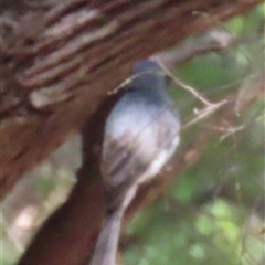 Myiagra rubecula at Banksia Beach, QLD - 15 Jan 2025 by lbradley