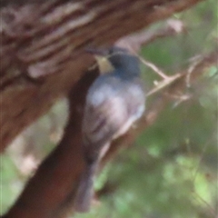 Myiagra rubecula at Banksia Beach, QLD - 16 Jan 2025 09:55 AM