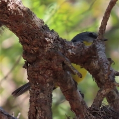 Eopsaltria australis (Eastern Yellow Robin) at Banksia Beach, QLD - 16 Jan 2025 by lbradley