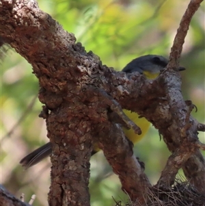 Eopsaltria australis at Banksia Beach, QLD by lbradley