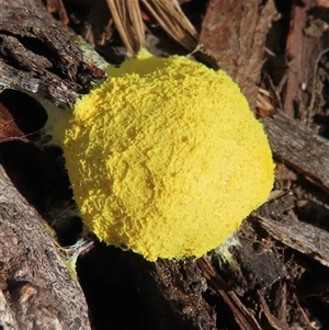 Fuligo septica (Scrambled egg slime) at Pilot Wilderness, NSW by RobParnell