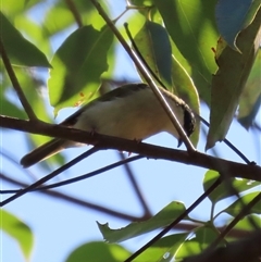 Melithreptus affinis at Banksia Beach, QLD - 15 Jan 2025 by lbradley