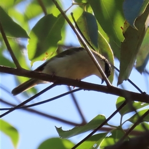Melithreptus albogularis at Banksia Beach, QLD - 16 Jan 2025 10:03 AM