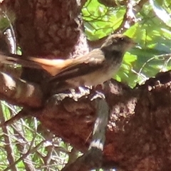 Rhipidura rufifrons (Rufous Fantail) at Banksia Beach, QLD - 16 Jan 2025 by lbradley