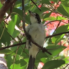 Cracticus torquatus (Grey Butcherbird) at Banksia Beach, QLD - 16 Jan 2025 by lbradley