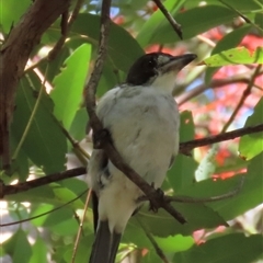 Cracticus torquatus at Banksia Beach, QLD - 16 Jan 2025 10:21 AM