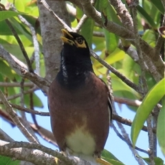 Acridotheres tristis (Common Myna) at Woorim, QLD - 16 Jan 2025 by lbradley