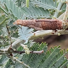 Trigonocyttara clandestina (Less-stick Case Moth) at Phillip, ACT - 16 Jan 2025 by Mike