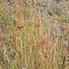 Themeda triandra (Kangaroo Grass) at Mawson, ACT - 16 Jan 2025 by Mike