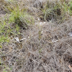 Wahlenbergia capillaris at Mawson, ACT - 16 Jan 2025