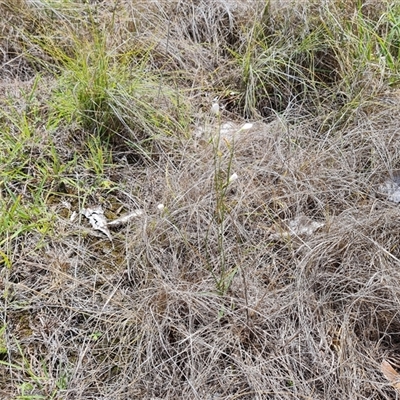 Wahlenbergia capillaris (Tufted Bluebell) at Mawson, ACT - 16 Jan 2025 by Mike