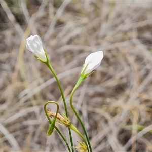 Wahlenbergia capillaris at Mawson, ACT - 16 Jan 2025 11:35 AM