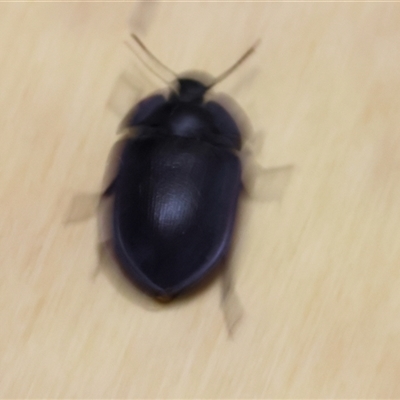 Pterohelaeus sp. (genus) (Pie-dish beetle) at Wodonga, VIC - 15 Jan 2025 by KylieWaldon