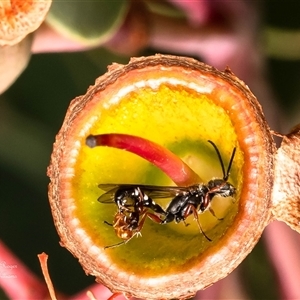 Tiphiidae (family) (Unidentified Smooth flower wasp) at Acton, ACT by Roger