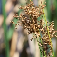 Juncus ingens (Giant Rush) at Wodonga, VIC - 3 Jan 2025 by KylieWaldon