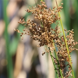 Juncus ingens (Giant Rush) at Wodonga, VIC by KylieWaldon