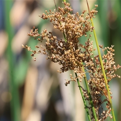 Juncus ingens (Giant Rush) at Wodonga, VIC - 2 Jan 2025 by KylieWaldon