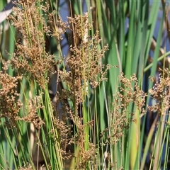 Juncus ingens at Wodonga, VIC - 3 Jan 2025 10:37 AM