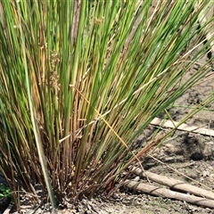 Juncus ingens at Wodonga, VIC - 3 Jan 2025 10:37 AM