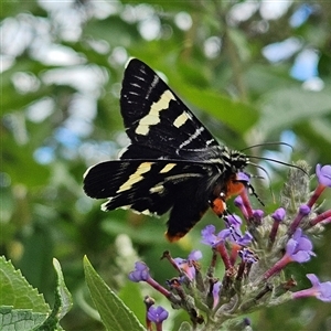 Phalaenoides glycinae (Grapevine Moth) at Braidwood, NSW by MatthewFrawley