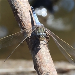 Orthetrum caledonicum (Blue Skimmer) at Wodonga, VIC - 3 Jan 2025 by KylieWaldon