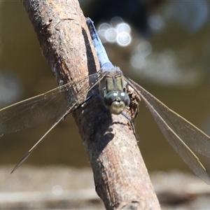 Orthetrum caledonicum (Blue Skimmer) at Wodonga, VIC by KylieWaldon