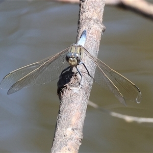 Orthetrum caledonicum at Wodonga, VIC - 3 Jan 2025 10:41 AM