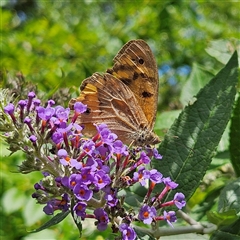 Junonia villida at Braidwood, NSW - 16 Jan 2025 by MatthewFrawley