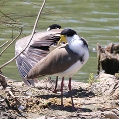 Vanellus miles (Masked Lapwing) at Wodonga, VIC - 3 Jan 2025 by KylieWaldon