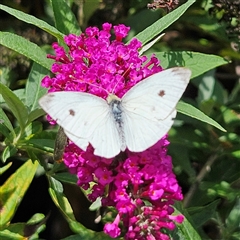 Pieris rapae at Braidwood, NSW - 16 Jan 2025 by MatthewFrawley