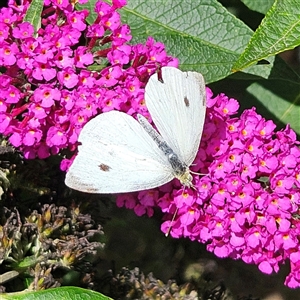 Pieris rapae at Braidwood, NSW - 16 Jan 2025 02:47 PM