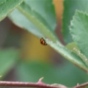 Coccinella transversalis at Yackandandah, VIC by KylieWaldon