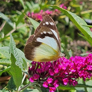 Belenois java at Braidwood, NSW by MatthewFrawley