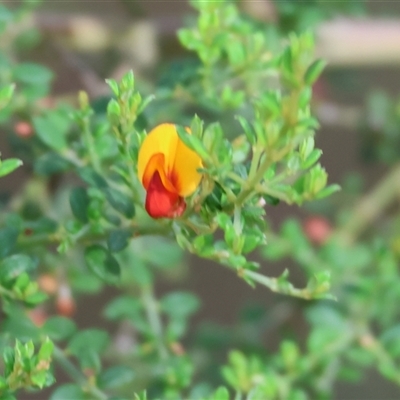 Mirbelia oxylobioides at Yackandandah, VIC - 4 Jan 2025 by KylieWaldon